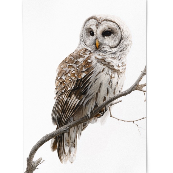 Watercolor Barred Owl Portrait Wall Art Print, Unframed - Mystical Woodland - Picture 2 of 6